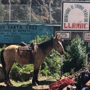 Typi - hiking horse in LLamac