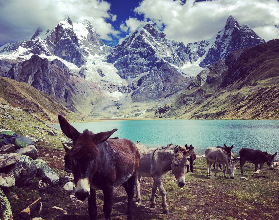 Los Amigos Donkeys in the Huayhuash